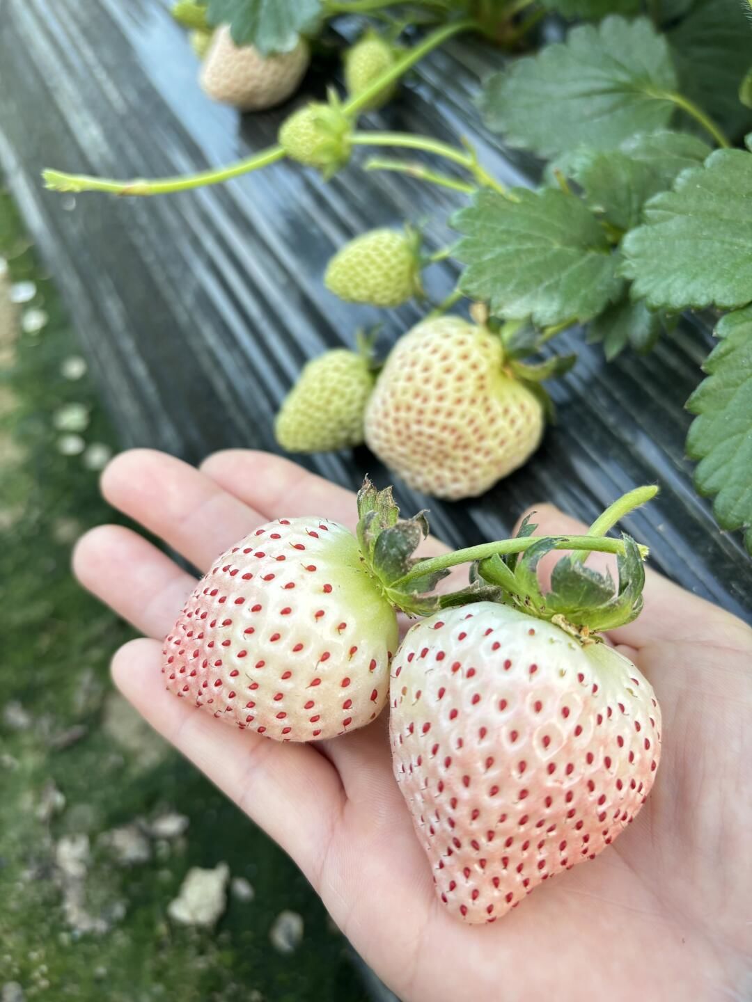 第一次采摘白草莓,简直是甜蜜惊喜!