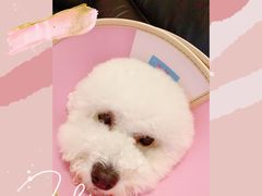 -美联众合爱康动物医院•复杂内科•肿瘤科•牙科•腔镜诊疗中心