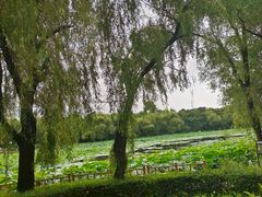 -长春市南湖公园