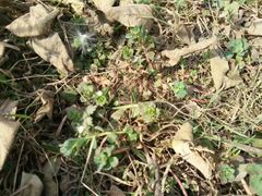 -汉长安城未央宫国家考古遗址公园