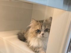 -十月米努特矮脚猫舍