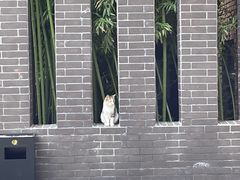 -苏记丸子汤(彭城路店)