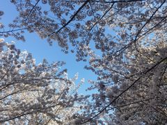 -高东镇樱花园