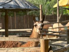 -泉州海丝野生动物世界