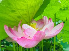 -陈家山荷花公园