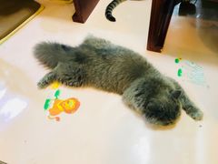 -李小姐の猫咖啡馆(五角场店)