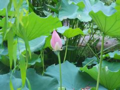 -陈家山荷花公园