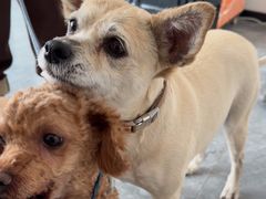 -芭比堂动物医院·CT·微创中心(新顺分院)