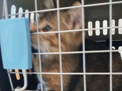 -瑞鹏宠物医院·骨科·猫科·内科(第一中心)