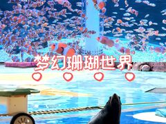 -海合安成都极地海洋公园