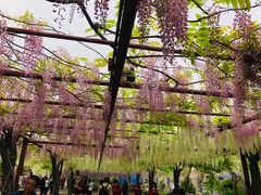 -嘉定紫藤园