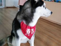 春杏-Husky Go! 哈士奇体验馆·宠物咖啡厅狗咖