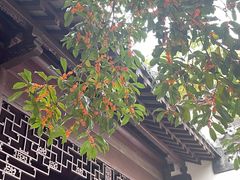 -上海醉白池公园