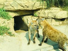 -北京野生动物园