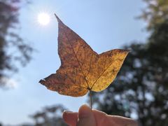 -广州市石门国家森林公园