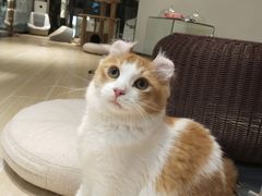 -momokira米努特·德文卷毛猫·棉花面纱犬
