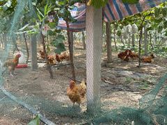 -马陆小张葡萄园农家乐