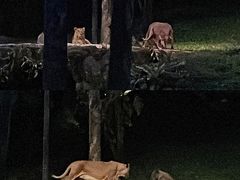 -夜间野生动物园