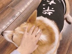 -豆柴町-柴犬主题狗咖(红鼎国际C座店)