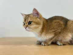 -有喵·猫咖·狗咖·40+猫狗有小奶狗(岗厦店)