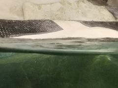 -大连圣亚海洋世界