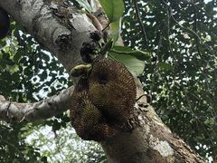-中国科学院西双版纳热带植物园