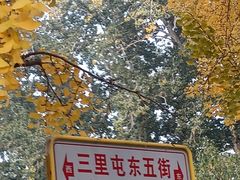 -三里屯东五街银杏大道