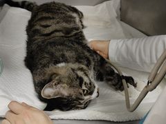 -纳吉亚猫专科动物诊疗中心(蒋宅口分院)