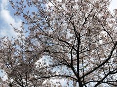 -武汉大学-樱园