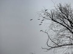 -野鸭湖国家湿地公园