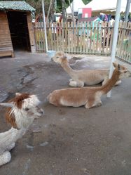 -萌宠亲子动物乐园(槐房万达店)