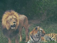 -泉州海丝野生动物世界