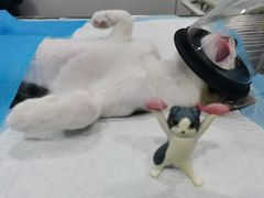 -荔康动物医院(康王北路店)