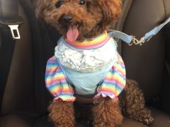 -爱侣宠医·鹦鹉专科·小型哺乳类·异宠专科(灵石路店)