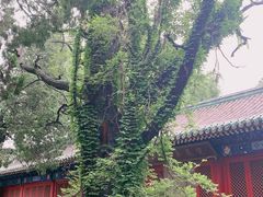 -北京国子监胡同