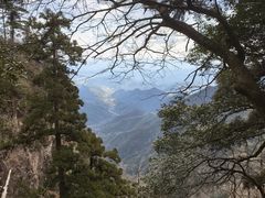 -天目山大树王景区