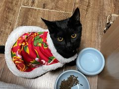 -瑞派·关忠动物医院·猫专科·犬专科(三环新城店)