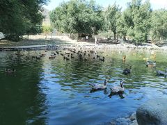 -新疆天山野生动物园