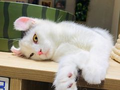 -藏猫猫咖啡主题馆(中央大道店)