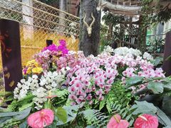 -正佳雨林生态植物园