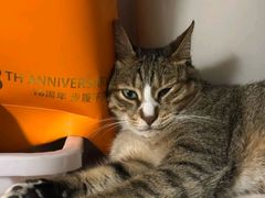-御宝贝·A梦猫科宠物医院(国际猫友好医院)
