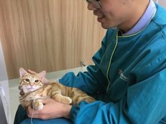 -瑞鹏宠物医院·宠保定点·心脏科·内科(御桥分院)