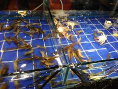 明虾-餐海·海鲜自助餐厅(宝龙广场店)