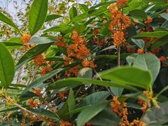 -重庆园博园