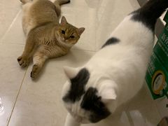 -上和臻品中国菜(花园街店)