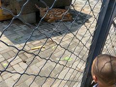 -长白岛森林公园