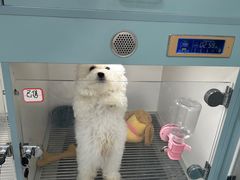 -萌宠之家·腊肠犬·马尔泰·小体犬舍