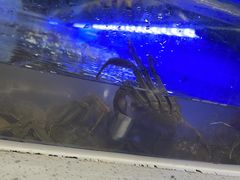 -四囍码头海鲜烧烤自助火锅(外滩南京东路悦荟广场店)