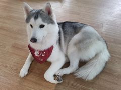 -Husky Go! 哈士奇体验馆·宠物咖啡厅狗咖