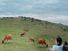 -大姆山草场